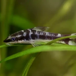 Markenware Zebra Ohrgitterharnischwels (Otocinclus cocama)